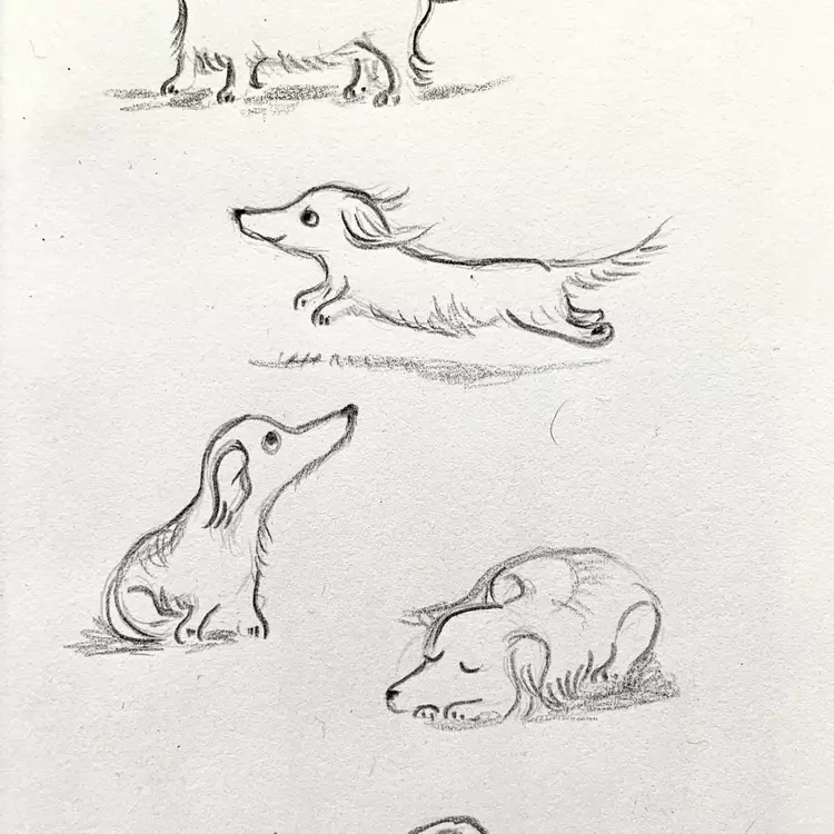 Dog, dog drawing, drawing of a dog, drawing of a dashchund, drawing of a sausage dog, illustration of a dog, character design, dog character, character development drawings